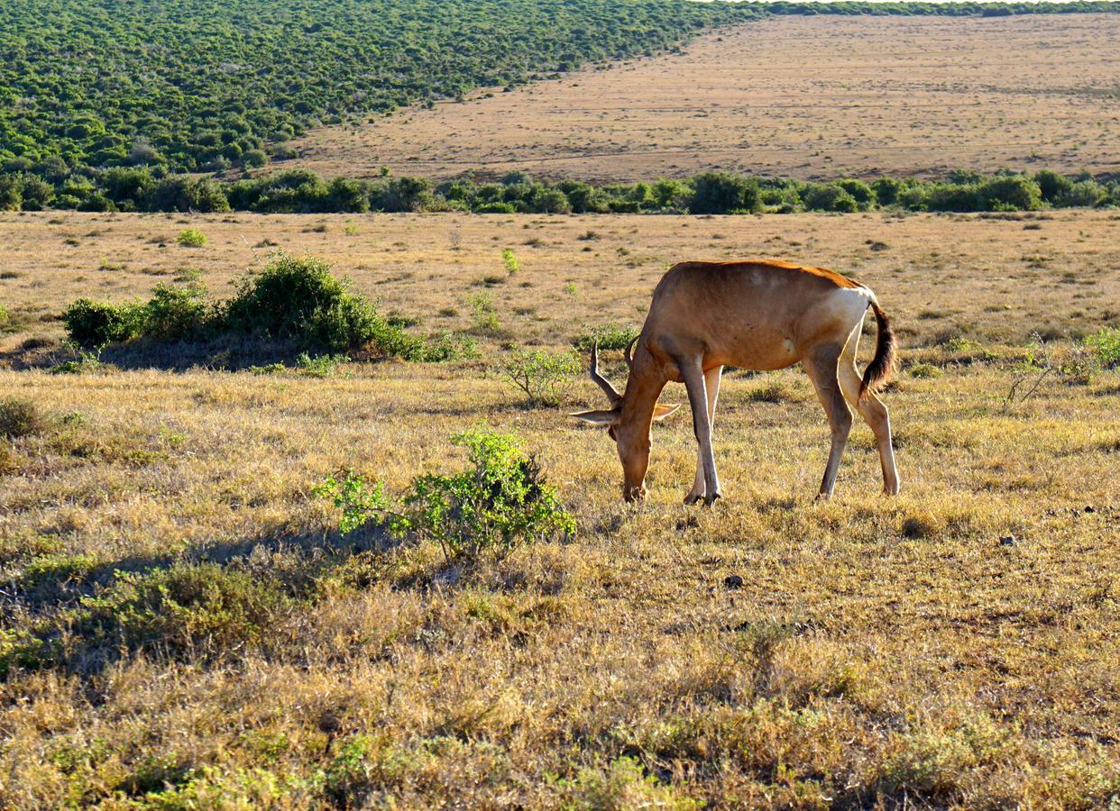 Koedoeskop Private Mountain Reserve Waterford Экстерьер фото